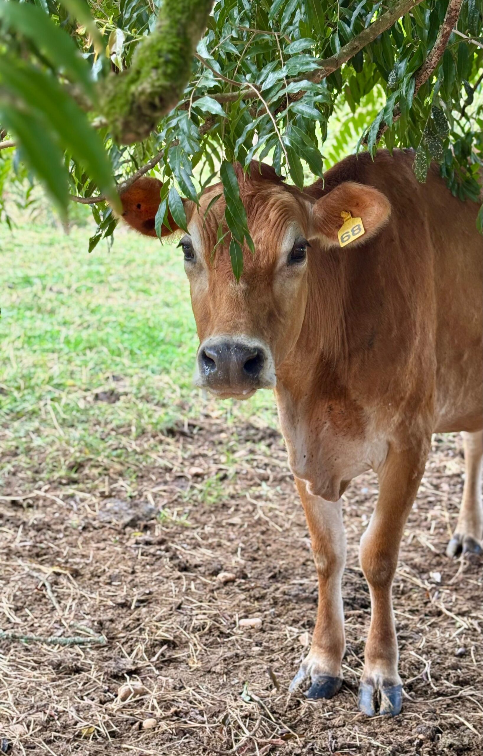 As vacas seguem o ritmo da natureza.