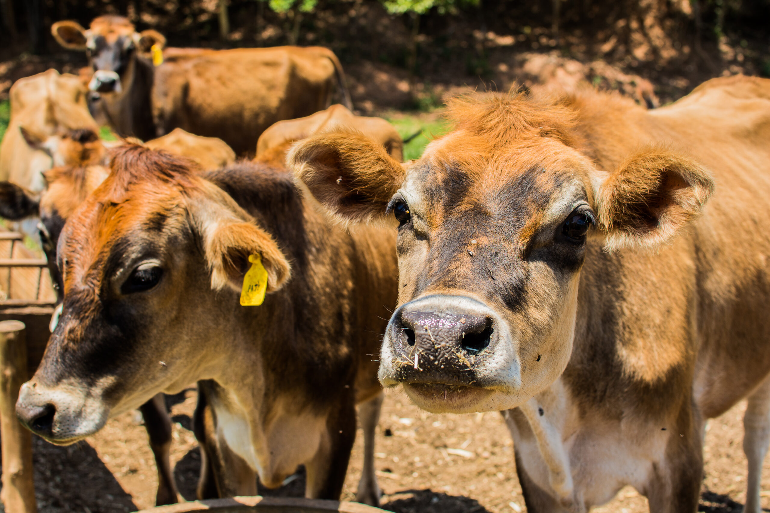 Vacas Jersey